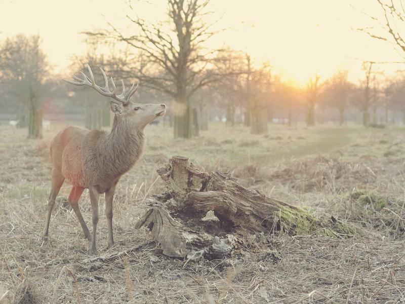 听松问月<br>qyo4ufag.cn 隐逸山林指南